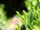 Almost Regular Sencha Teas Replaced by New Crop Almost Regular Sencha Teas Replaced by New Crop