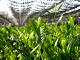 Almost Regular Gyokuro Teas Replaced by New Crop Almost Regular Gyokuro Teas Replaced by New Crop