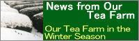 News from Our Tea Farm