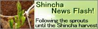 Shincha News Flash!