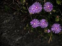 Wall Paper Free Download