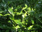 Tea Leaves