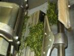 Shaping Process of Organic Houjicha