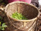  Sencha Pinnacle 