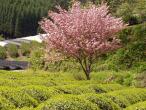 Tea Farm