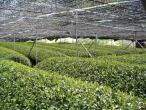 Gyokuro Tea Farm