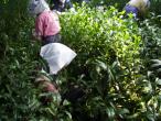 Gyokuro Tea Farm
