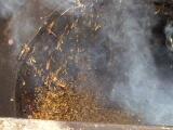 Processing Scene of Hojicha