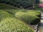 Tea Farm of Organic Gyokuro