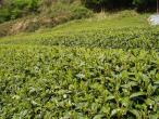 Organic Tea farm 