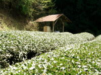 Organic Tea farm