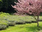 Organic Tea Farm