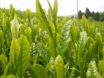 Sencha Tea Farm