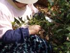 Harvest of Sencha Super Premium