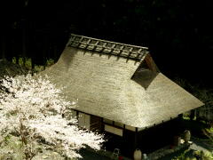 Shincha 