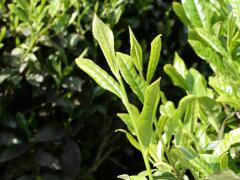 Shincha 