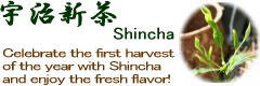 Shincha
