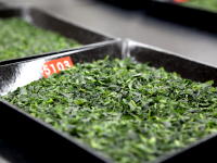 2013 Award Competition Grade Matcha