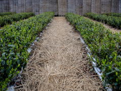 Managing the tea farm