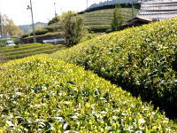 Japanese tea farm