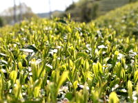 Japanese tea farm