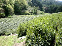 Japanese tea farm
