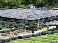 Japanese tea farm