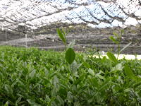 Japanese tea farm