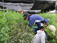 Japanese tea farm