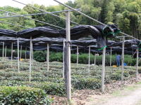 Japanese tea farm