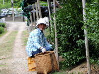 Japanese tea farm