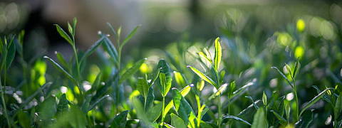Gyokuro