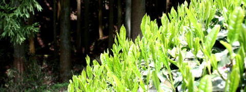 Organic Green Tea