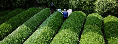 Organic Green Tea