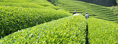 Organic Green Tea