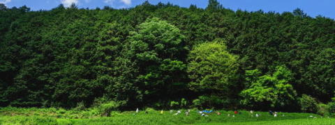 Sencha / Others