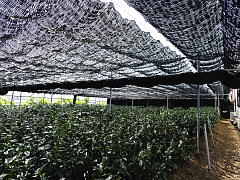 Managing the tea farm (Efforts for Kuradashi Tea) Managing the tea farm (Efforts for Kuradashi Tea)