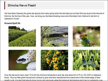 Updates on our tea farms