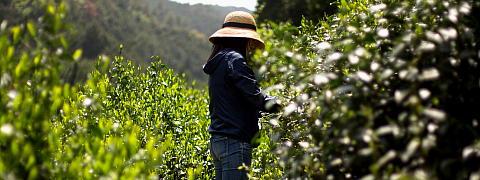 Shincha News Flash 2020 (100)