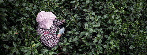 Shincha News Flash 2021 (103)