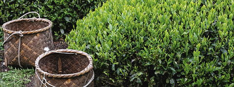 Shincha News Flash 2022 (104)