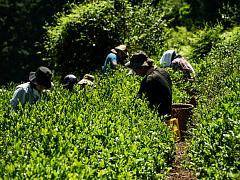 Harvest at the Birthplace of Uji Tea (Shincha News Flash)