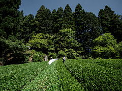 Organic Shincha Harvest (Shincha News Flash)