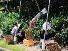 Shincha Harvest of Gyokuro and Matcha (Shincha News Flash)