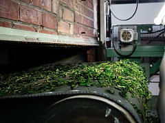 Tencha / Matcha Processing (Shincha News Flash)