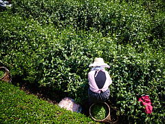 Harvest at the Birthplace of Uji Tea (Shincha News Flash)