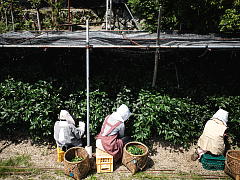 Shincha Harvest of Gyokuro and Matcha (Shincha News Flash)