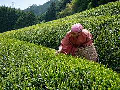 Harvest at the Birthplace of Uji Tea (Shincha News Flash)