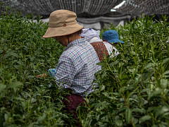 Shincha Harvest of Gyokuro and Matcha (Shincha News Flash)
