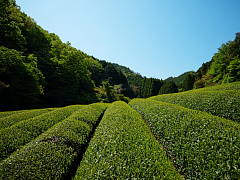 Why is Shincha So Refreshing? (Shincha News Flash)